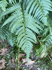 Dryopteris celsa