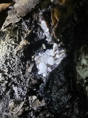 Asterophora lycoperdoides