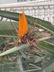 Strelitzia