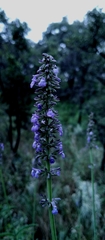 Salvia lavanduloides