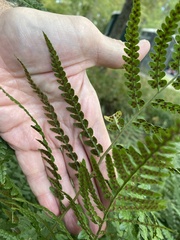 Dryopteris celsa