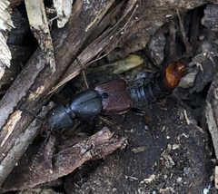 Platydracus cinnamopterus