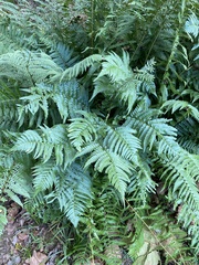 Dryopteris celsa