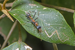Myrmecia nigrocincta