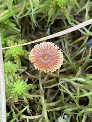 Cortinarius acutus