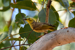 Ptilotula flavescens