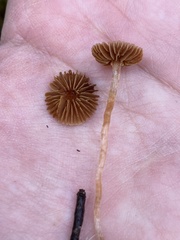 Cortinarius acutus