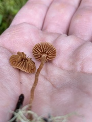 Cortinarius acutus