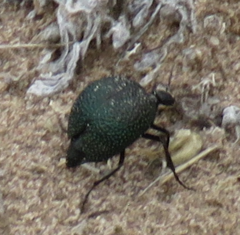 Cysteodemus wislizeni