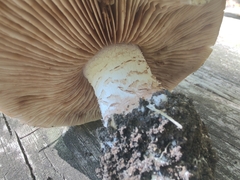 Hebeloma