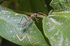 Myrmecia nigrocincta