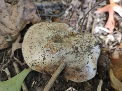 Hebeloma
