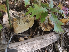 Hebeloma