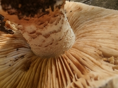 Hebeloma