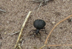 Cysteodemus wislizeni