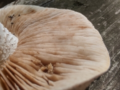 Hebeloma