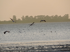 Phoenicopterus chilensis