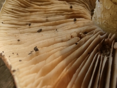 Hebeloma