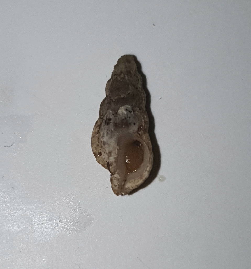 Aspella hastula