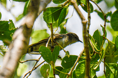 Chrysococcyx minutillus