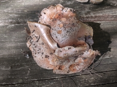 Hebeloma