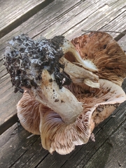 Hebeloma