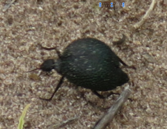 Cysteodemus wislizeni