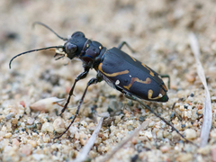Cicindela tranquebarica