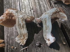 Hebeloma