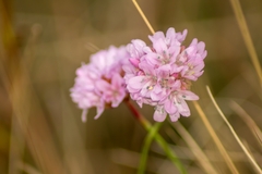 Armeria