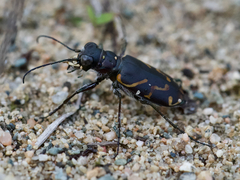 Cicindela tranquebarica