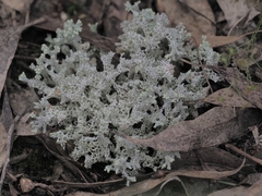 Pulchrocladia retipora