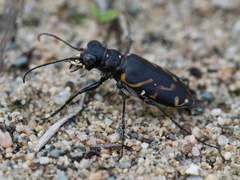 Cicindela tranquebarica