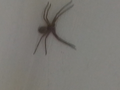 Heteropoda venatoria