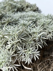 Lupinus variicolor