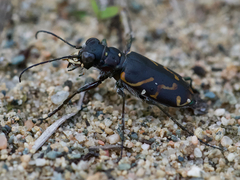 Cicindela tranquebarica