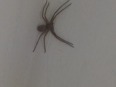 Heteropoda venatoria