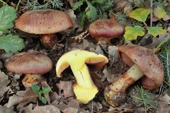 Calonarius splendificus