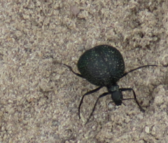 Cysteodemus wislizeni