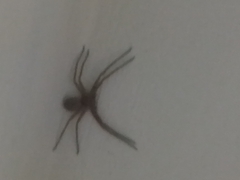 Heteropoda venatoria