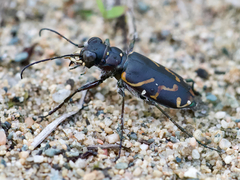 Cicindela tranquebarica