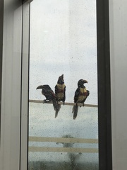 Pteroglossus castanotis