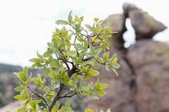 Quercus toumeyi