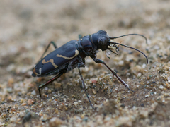 Cicindela tranquebarica