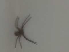 Heteropoda venatoria