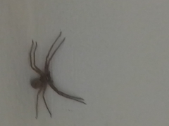 Heteropoda venatoria