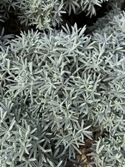 Lupinus variicolor