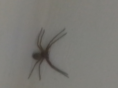 Heteropoda venatoria