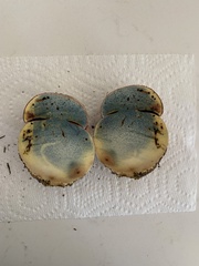 Rubroboletus eastwoodiae