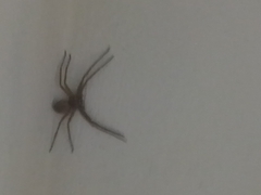 Heteropoda venatoria